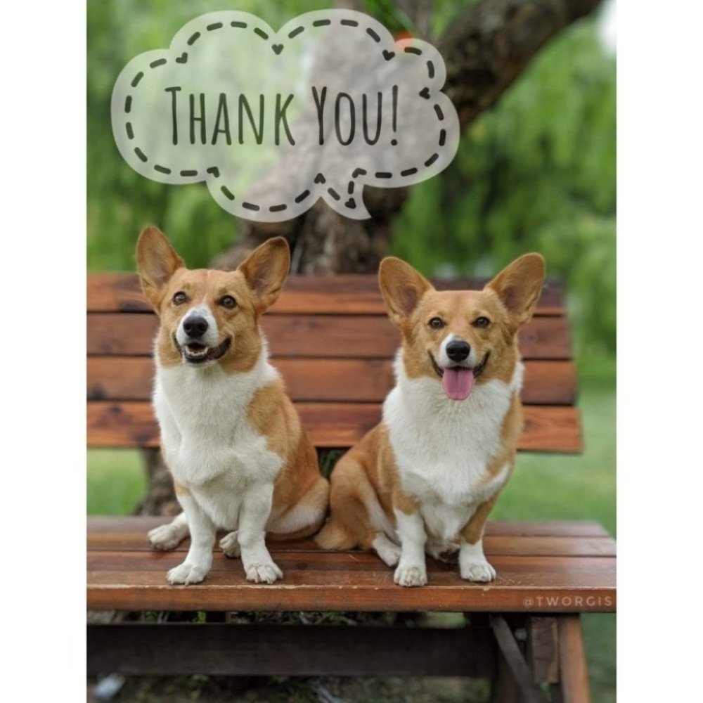 Waterproof Corgi Phone Case Pouch W/ Neck Strap - Picture 11 of 11